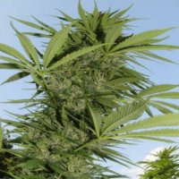 (Bild für) Easy Sativa female