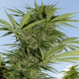 (Bild für) Easy Sativa female