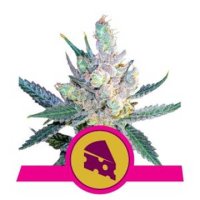 (Bild für) Royal Cheese Fast Version feminized