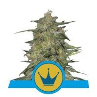 (Bild für) Royal Highness CBD feminized