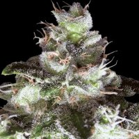 (Bild für) Original White Widow (IBL) fem