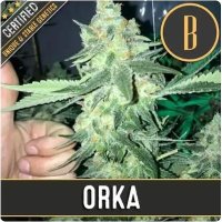 (Bild für) Orka feminized