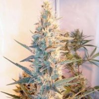 (Bild für) Outdoor Grapefruit female