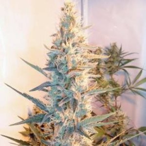 (Bild für) Outdoor Grapefruit female