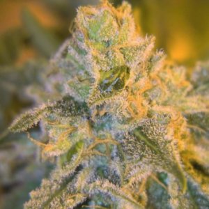 (Bild für) Outdoor Sweet n Sour 5 fem