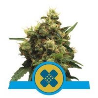 (Bild für) Painkiller XL feminized