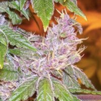 (Bild für) Pakistan Chitral Kush
