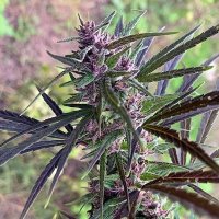 (Bild für) Panama Haze