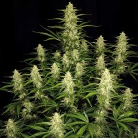 (Bild für) Papaya Cookies Auto fem