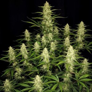 (Bild für) Papaya Cookies Auto fem
