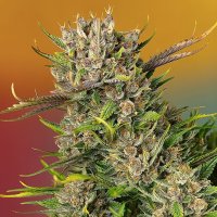(Bild für) Papaya Zoap Auto fem