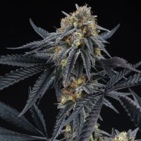 (Bild für) Peach Sherbert OG
