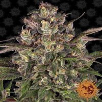 (Bild für) Peyote Critical