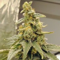 (Bild für) Peyote Zkittlez female