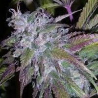 (Bild für) Phantom Kush