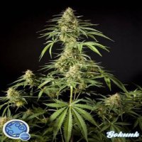 (Bild für) Gokunk aka Philo Skunk fem