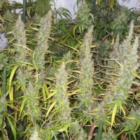 (Bild für) PineApple Banana Bud (Green Mountain Seeds)