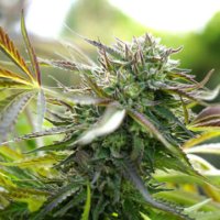 (Bild für) Pineapple Chem Auto