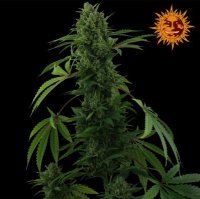 (Bild für) Pineapple Express [Auto]