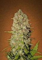 (Bild für) Pineapple Express Auto fem
