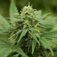 (Bild für) Pineapple Express Auto 5 fem