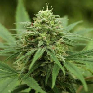 (Bild für) Pineapple Express Auto 5 fem