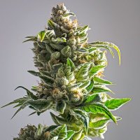 (Bild für) Pineapple Express