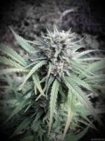 (Bild für) Pineapple Express #2 5 fem
