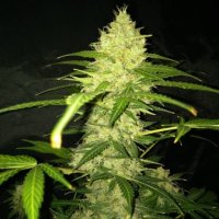 (Bild für) Pineapple Haze Auto