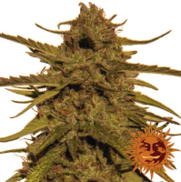 (Bild für) Pineapple Haze regular