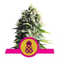 (Bild für) Pineapple Kush feminized