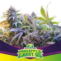 (Bild für) Pineapple Larry OG