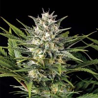 (Bild für) Pineapple Skunk