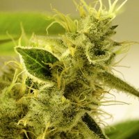 (Bild für) Pineapple Thai 5 fem
