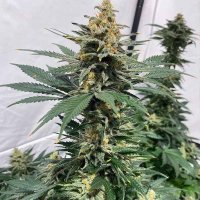 (Bild für) Cinderella Pineapple female