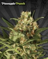 (Bild für) Pineapple Punch Auto female