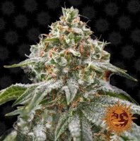 (Bild für) Pink Kush