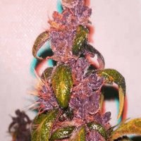 (Bild für) Pink Kush CBD Auto 30:1 female