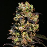 (Bild für) Pink Plant fem