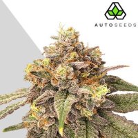 (Bild für) Pink Runtz Auto female