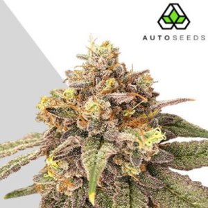 (Bild für) Pink Runtz Auto female