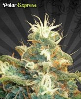 (Bild für) Polar Express Auto female