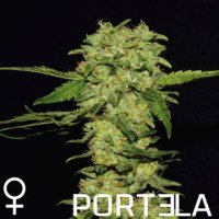(Bild für) Portela female