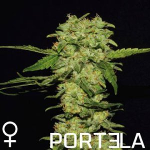(Bild für) Portela female