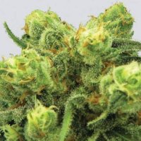 (Bild für) Pre-99 Big Bud