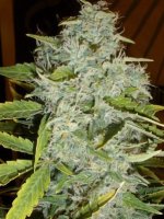 (Bild für) Psychofruit Auto fem
