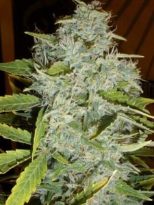 (Bild für) Psychofruit Auto fem