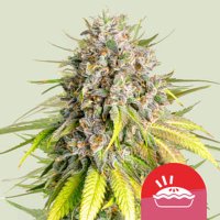 (Bild für) Punch Pie – Mike Tyson feminized