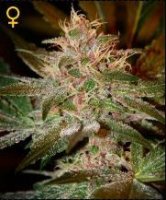 (Bild für) Pure Kush female