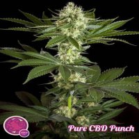 (Bild für) Pure CBD Punch fem